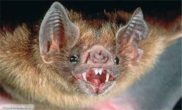 吸血蝙蝠有什么危害