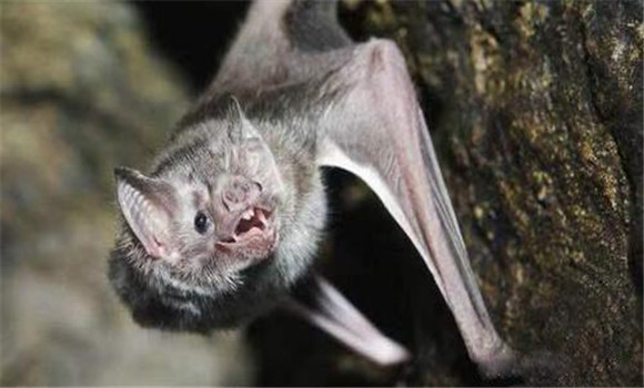 吸血蝙蝠有哪些種類