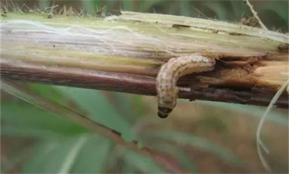 玉米上長蟲子怎么辦
