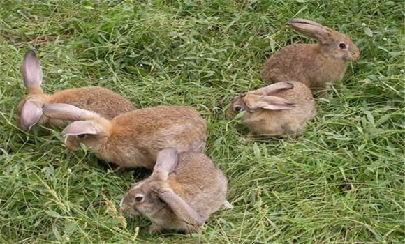 兔食量大、粗纖維消化能力強大