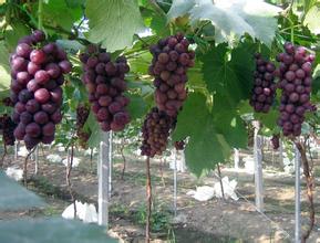 大棚葡萄種植技術