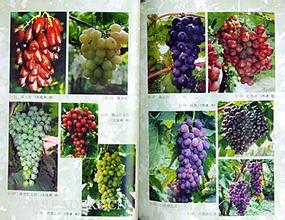 葡萄種植管理方法