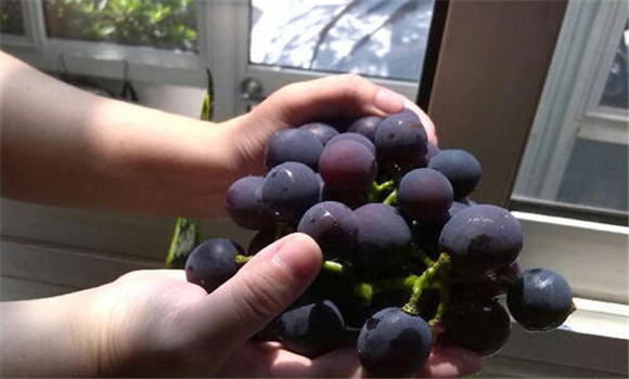 葡萄的貯藏保鮮方法