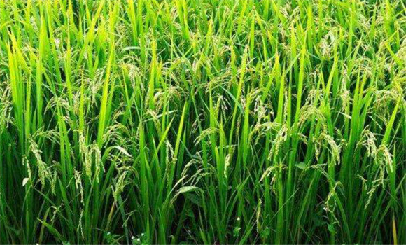 水稻揚花期一般在幾月份