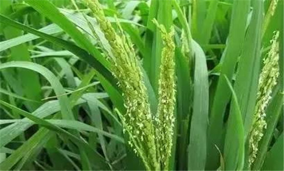 水稻揚花期可以曬田嗎