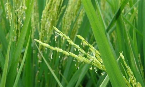 水稻灌漿期需要多長時間