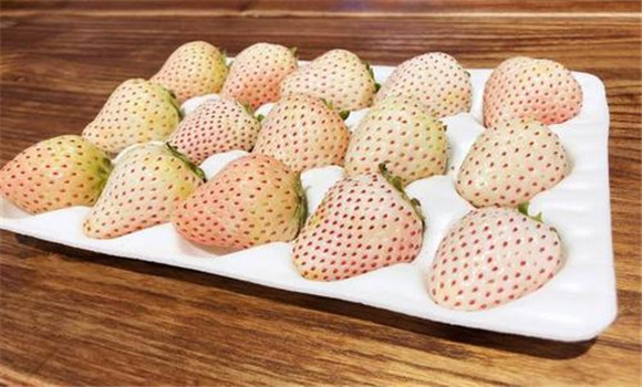 菠蘿莓多少錢一斤