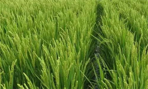 水稻拔節孕穗期