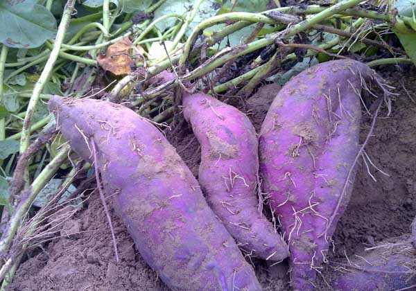 紫薯種植技術