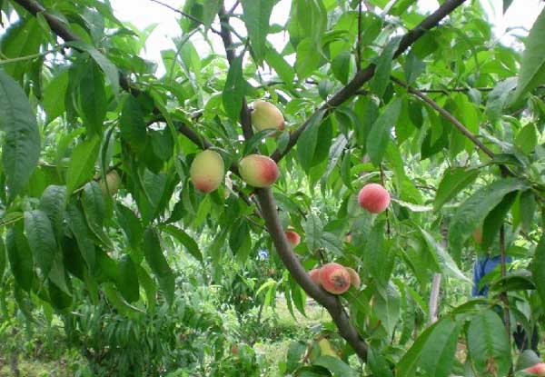 桃樹種植管理方法