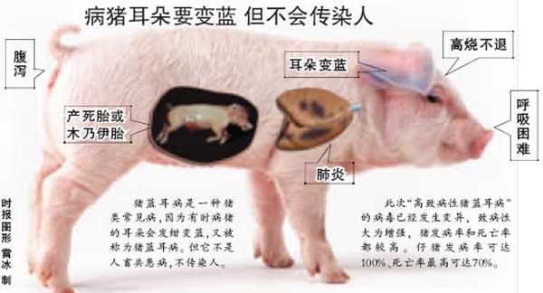 豬藍耳病的臨床表現