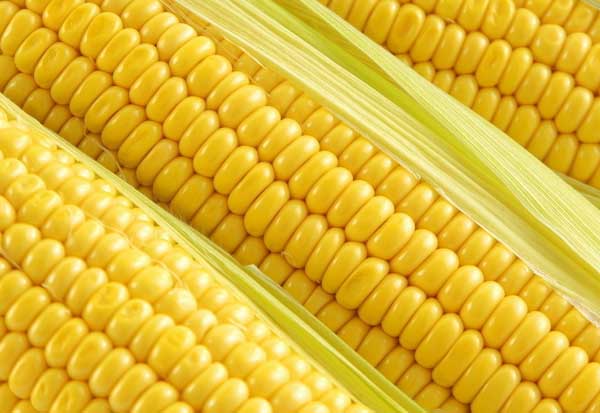 玉米種植管理方法