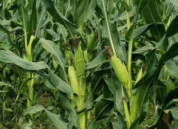 玉米的合理種植密度