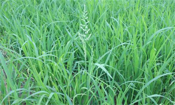 稗草與水稻的區別