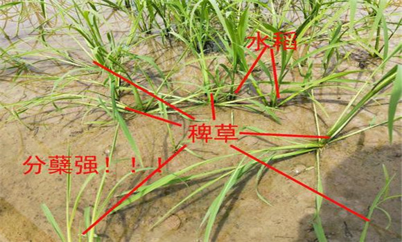 稗草對水稻的危害