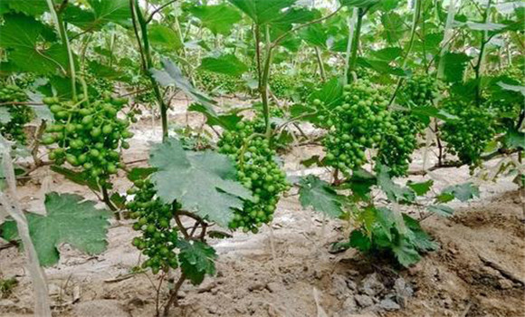 葡萄生長需要什么肥料