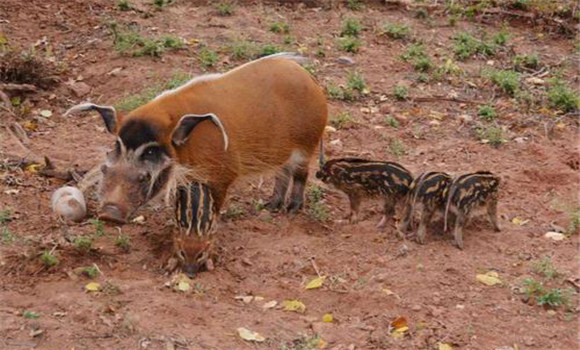 野豬繁殖能力強大嗎