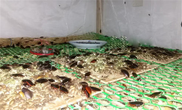 養殖土鱉蟲的前期準備