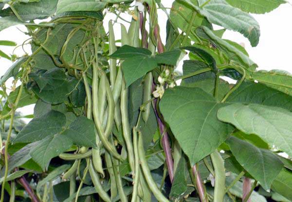 四季豆種植方法