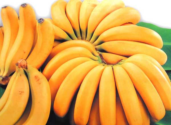 香蕉種植管理方法