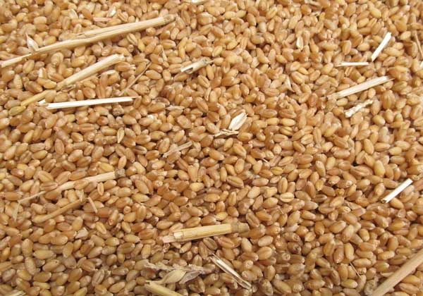小麥種植方法