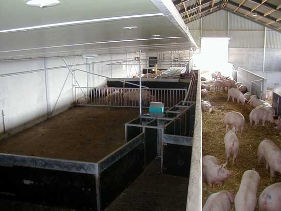 養豬場的環境要求