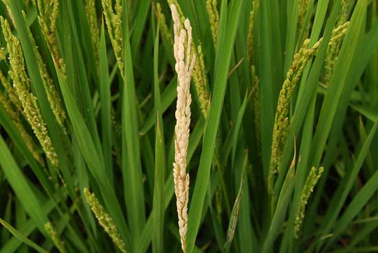 水稻病蟲害防治技術