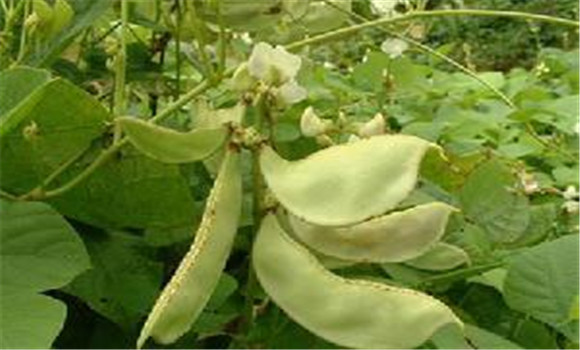 白扁豆有消除暑熱的作用