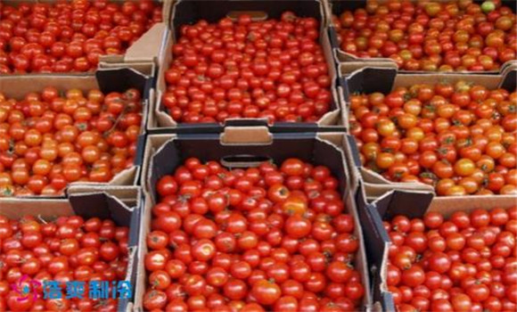 西紅柿貯藏的三種方法