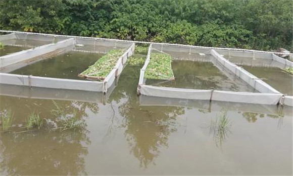 水蛭養殖池建造技術