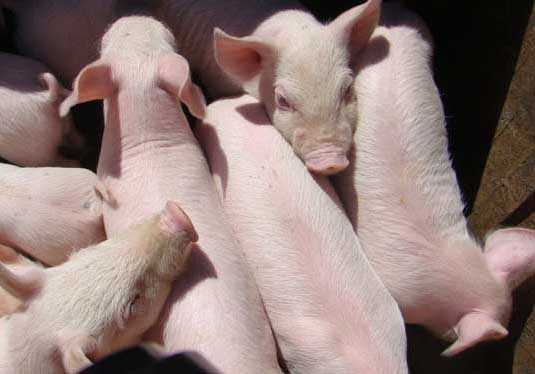 三元雜交瘦肉豬的養殖管理技術