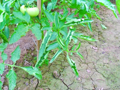 番茄種植方法