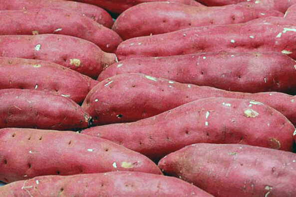 紅薯的營養價值和吃紅薯的好處
