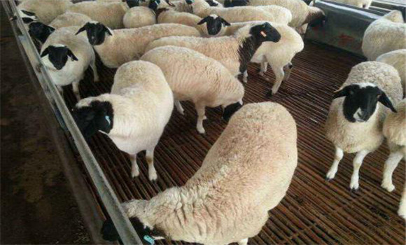 羊前后盤吸蟲病的主要癥狀
