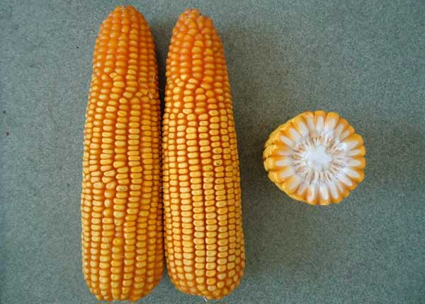 玉米品種知識