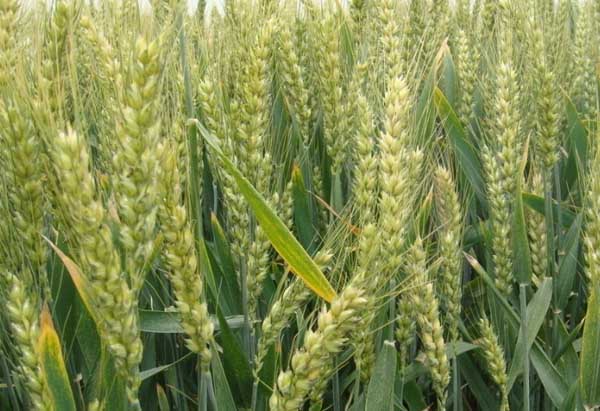 小麥種植區域劃分及不同區域的種植條件