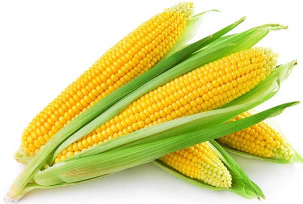 玉米種植方法