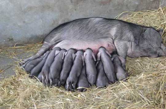 母豬養殖技術