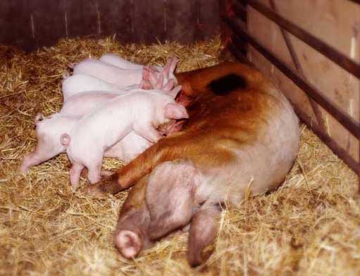臨產前母豬的表現有哪些