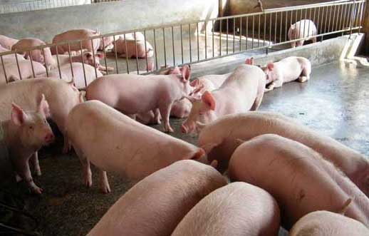 如何才能提高養豬的經濟效益