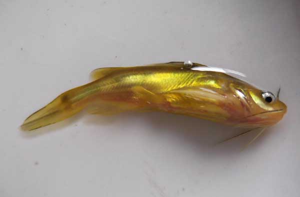 黃顙魚魚苗馴化前的準備與馴化方法