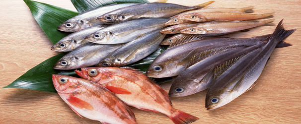 鰱魚的做法 鰱魚的營養價值