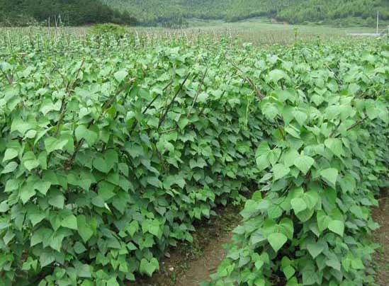 蕓豆種植管理方法
