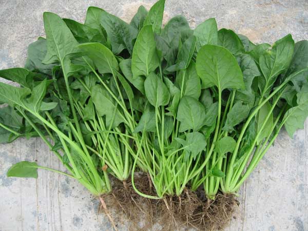 菠菜種植方法