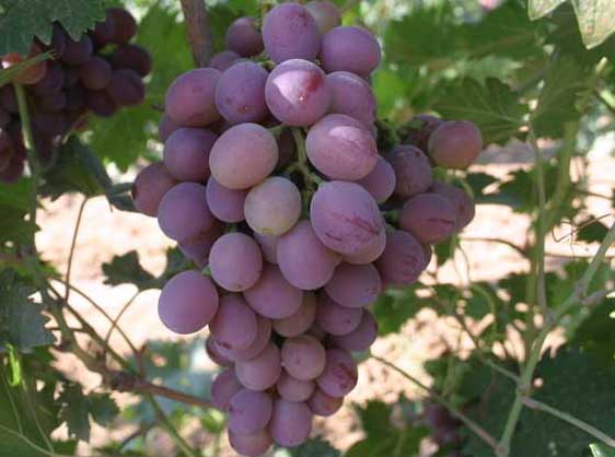 葡萄種植技術