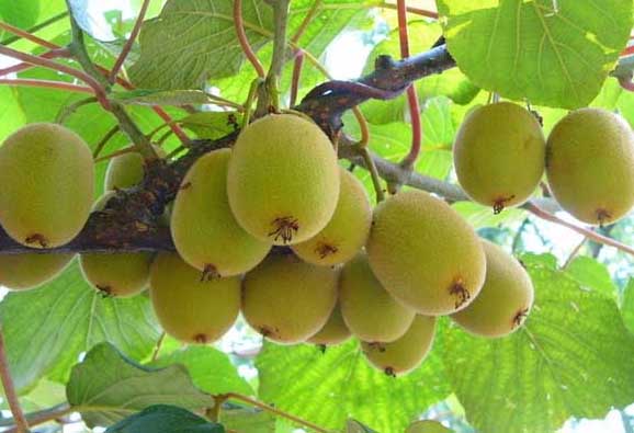 獼猴桃種植管理方法