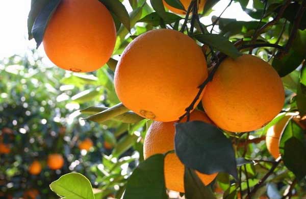 柑橘病蟲害防治技術