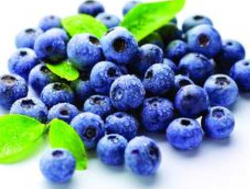 藍莓種植技術