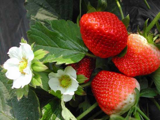 草莓種植管理方法