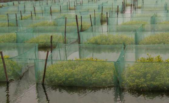 黃鱔水泥池養殖與網箱養殖